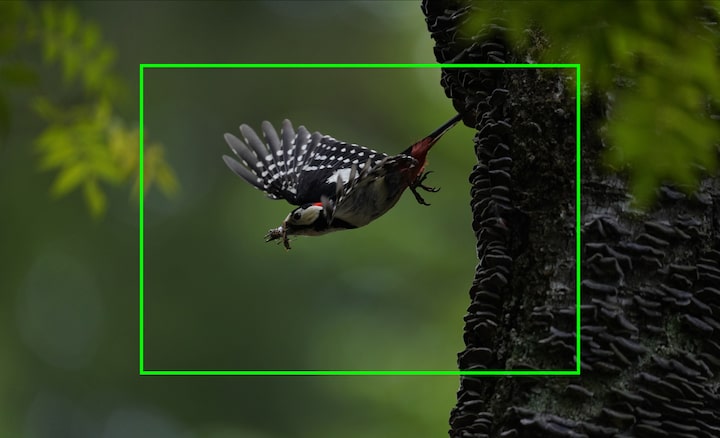 Retrato de un pájaro en vuelo en el que se aprecia la alta resolución de la imagen, lo que permite recortar imágenes para ampliarlas