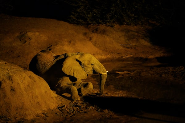 Imagen de un elefante en un entorno con poca luz